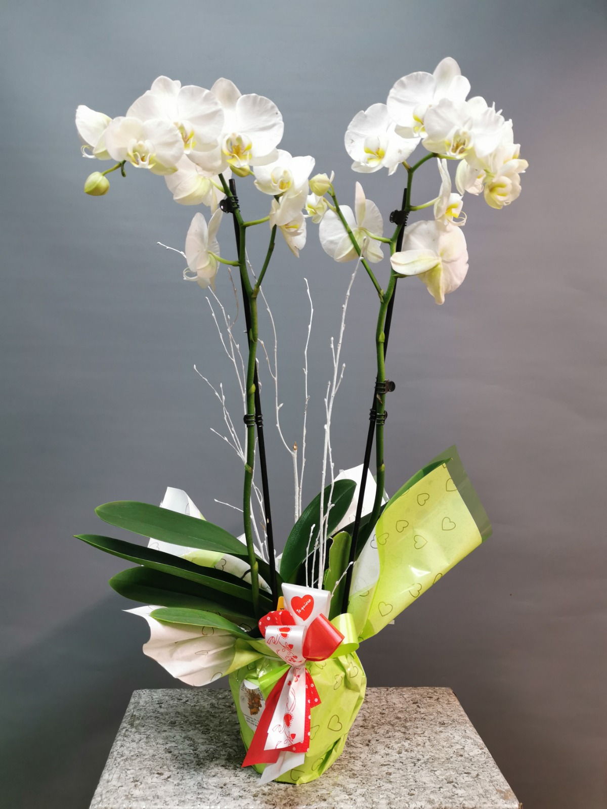 Orquídea Blanca | Floristerías Arco Iris