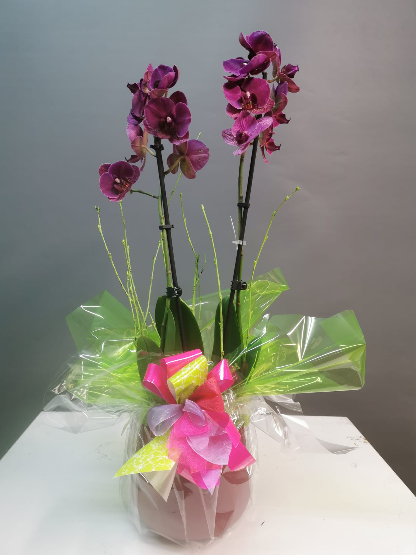 Orquídea Morada | Floristerías Arco Iris