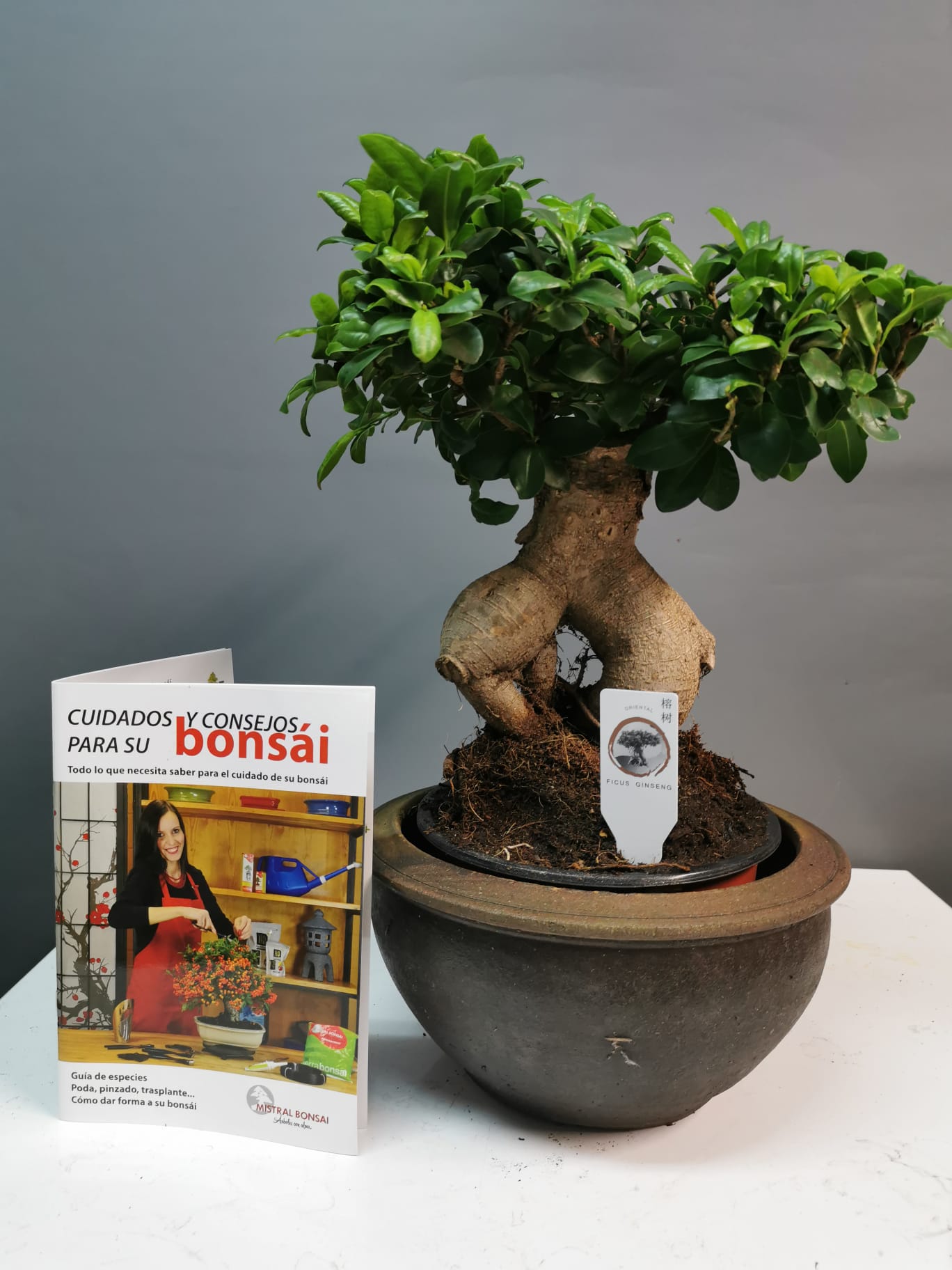 lucha reloj insecto Bonsai Ficus Grande | Floristerías Arco Iris